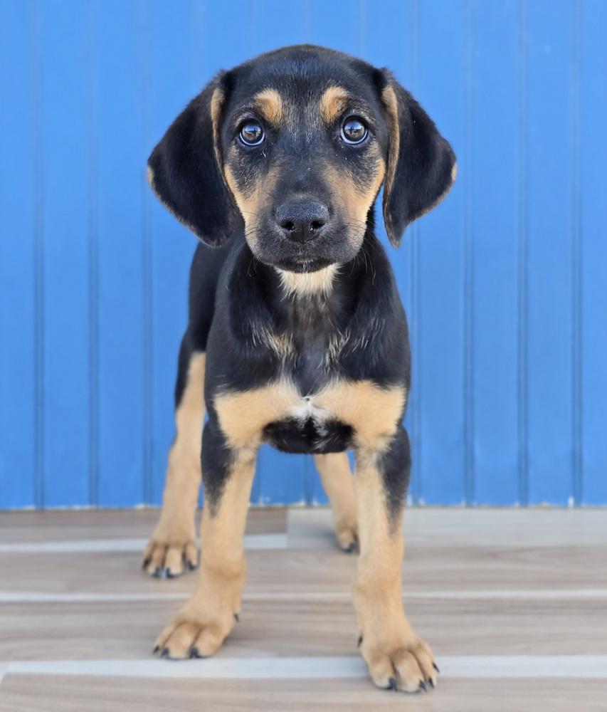 Elsa, Adoptable, Puppy Female Hound & Australian Shepherd.