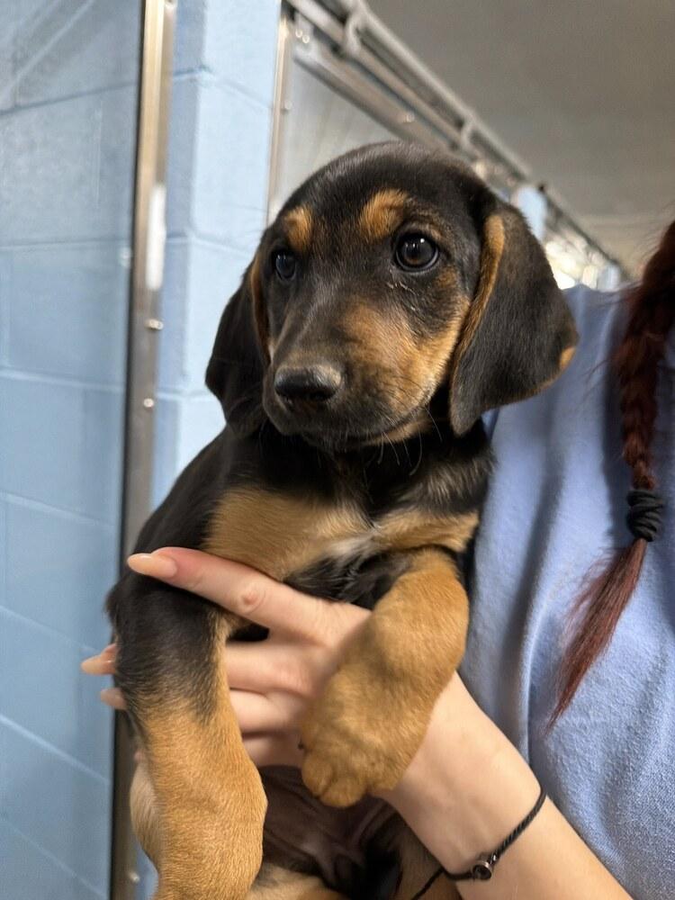 Enlarge Elsa, a Adopted mixed breed in Sedalia, CO image 2/3