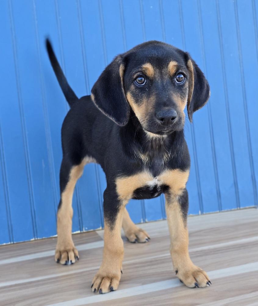 Enlarge Elsa, a Adopted mixed breed in Sedalia, CO image 3/3