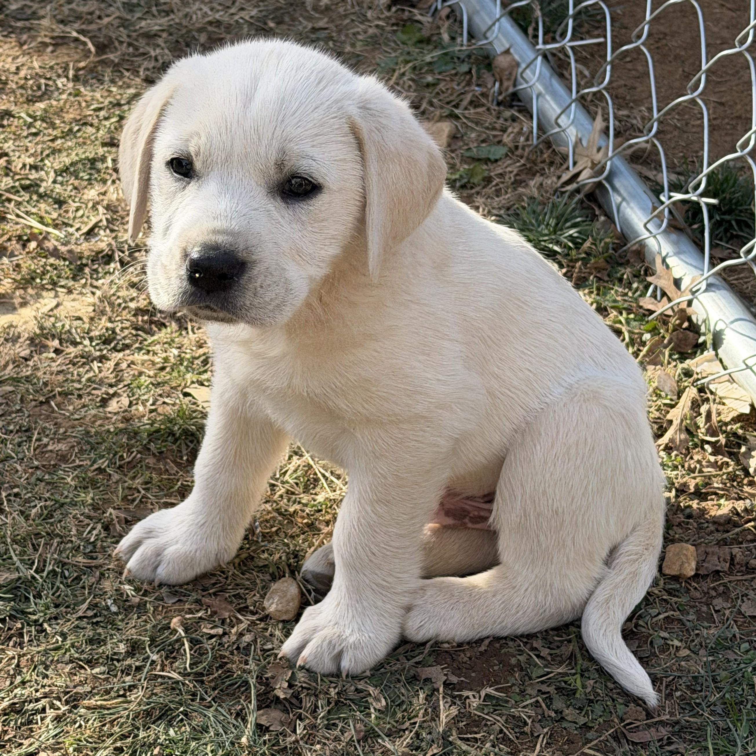 Enlarge Michael, an adopted mixed breed in Albany, NY image 2/2
