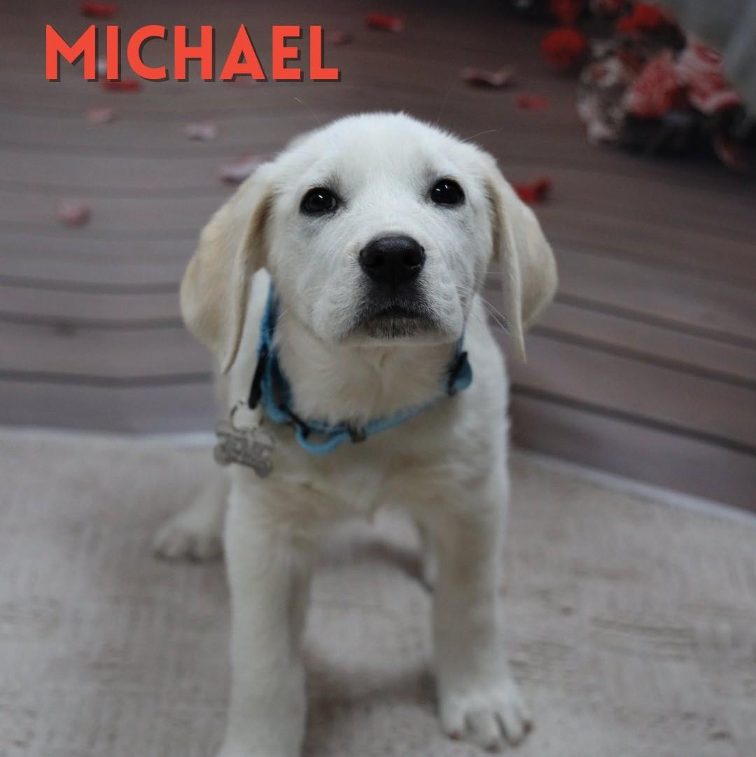 Michael, adopted, Puppy Male Labrador Retriever & Hound.