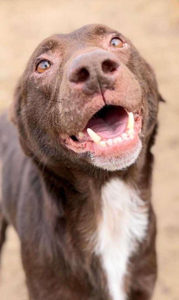 Enlarge Boomer, a Adoptable Chocolate Labrador Retriever in Muskegon, MI image 1/4