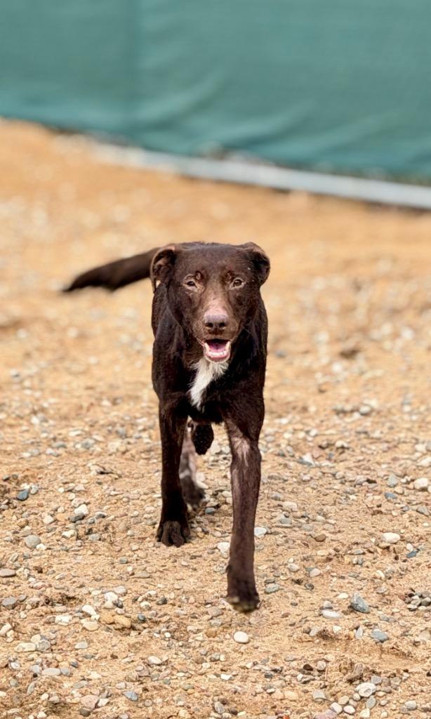 Enlarge Boomer, a Adoptable Chocolate Labrador Retriever in Muskegon, MI image 2/4