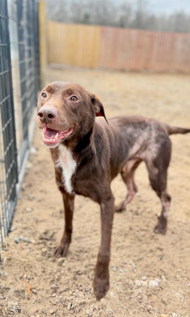 Enlarge Boomer, a Adoptable Chocolate Labrador Retriever in Muskegon, MI image 3/4