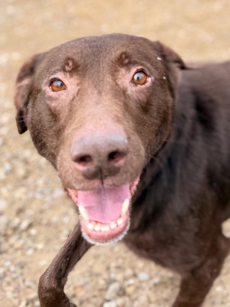 Enlarge Boomer, a Adoptable Chocolate Labrador Retriever in Muskegon, MI image 4/4