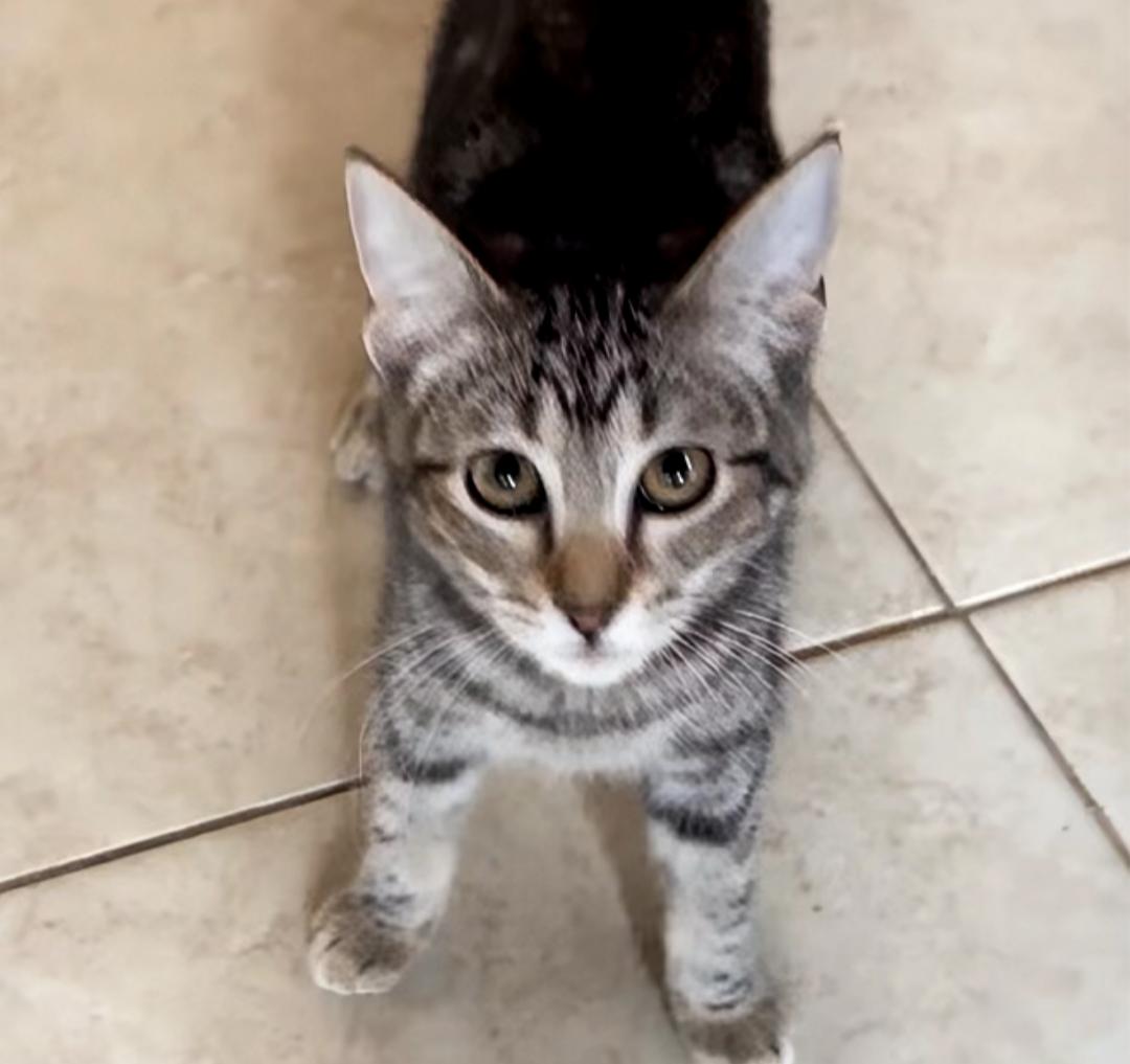 Henna, Adopted, Young Female Domestic Short Hair.