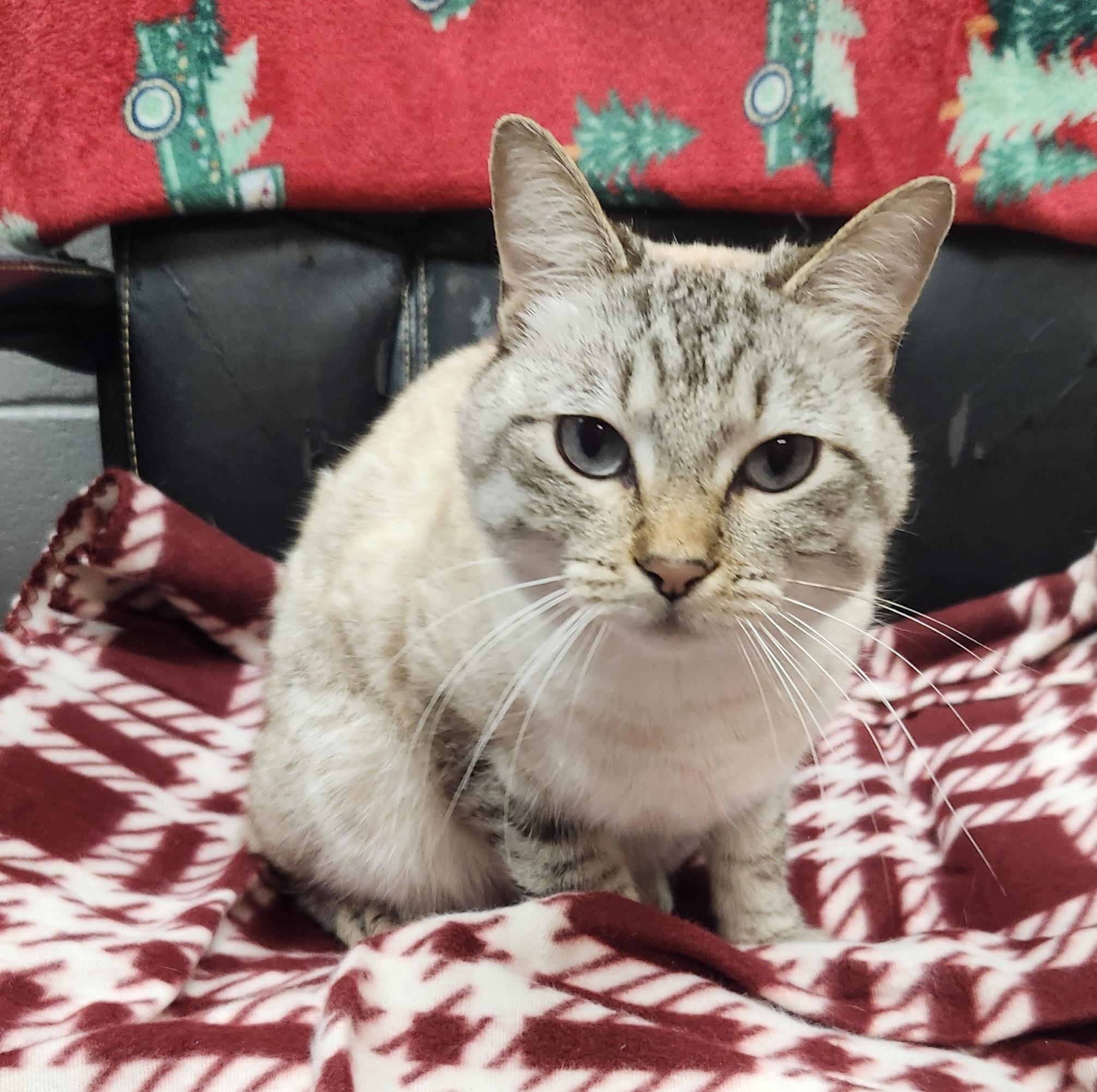 Enlarge Siberia, a ADOPTABLE mixed breed in Siloam Springs, AR image 3/4