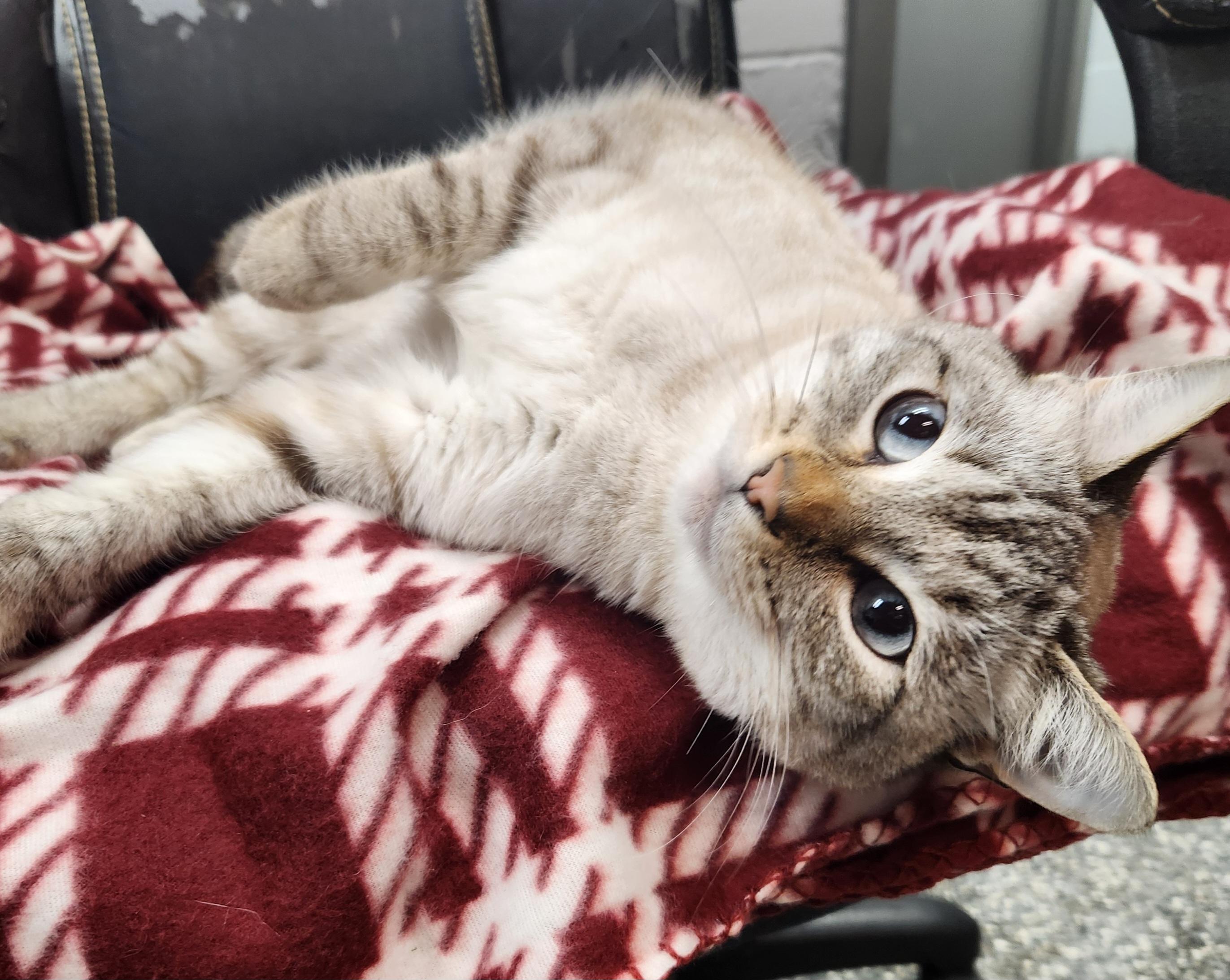 Siberia, ADOPTABLE, Adult Female Siamese.