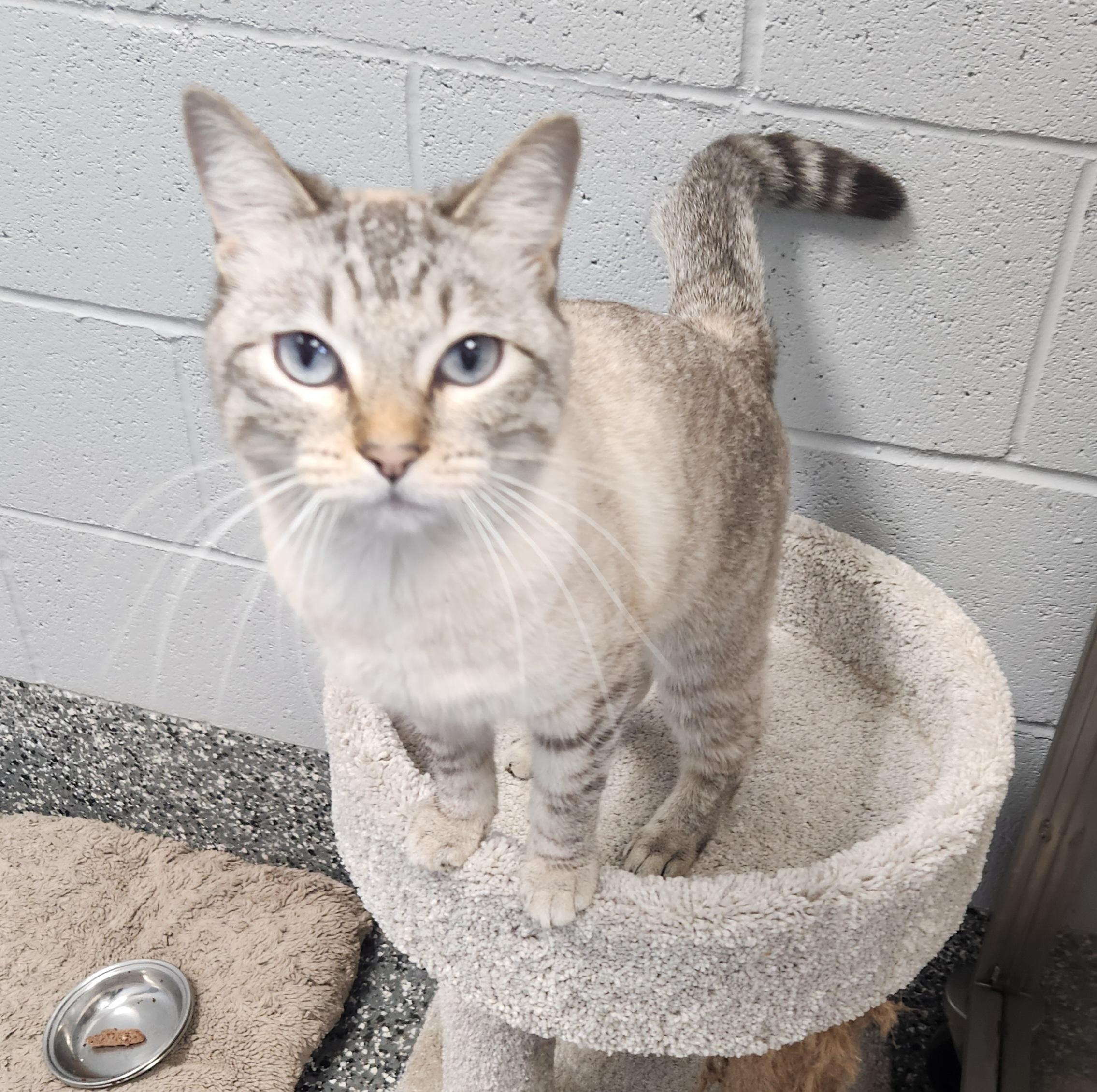 Enlarge Siberia, a ADOPTABLE mixed breed in Siloam Springs, AR image 4/4