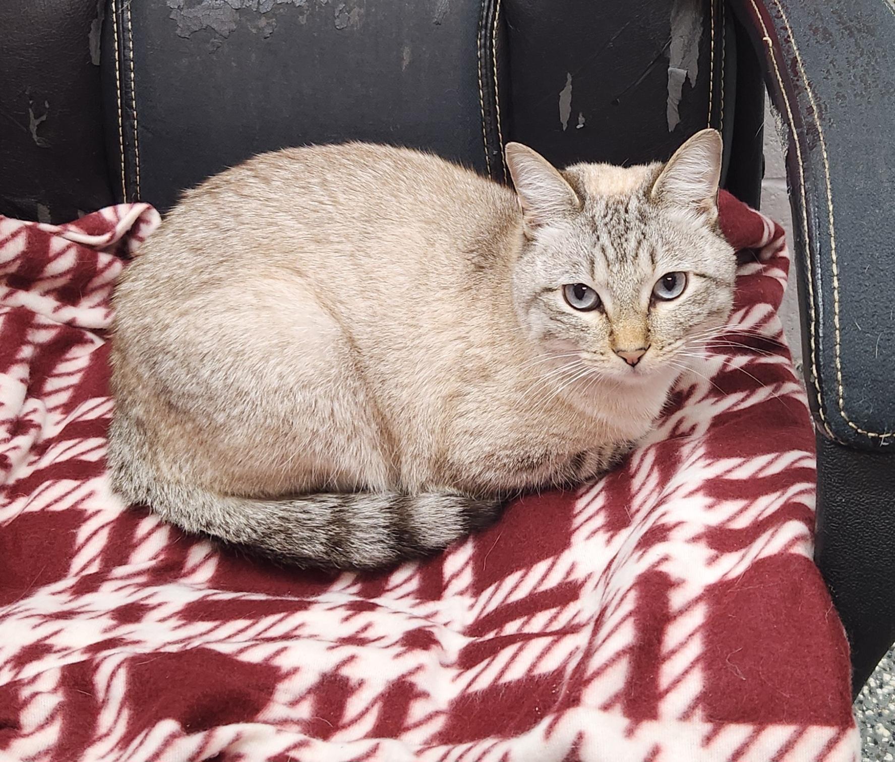 Enlarge Siberia, a ADOPTABLE mixed breed in Siloam Springs, AR image 2/4