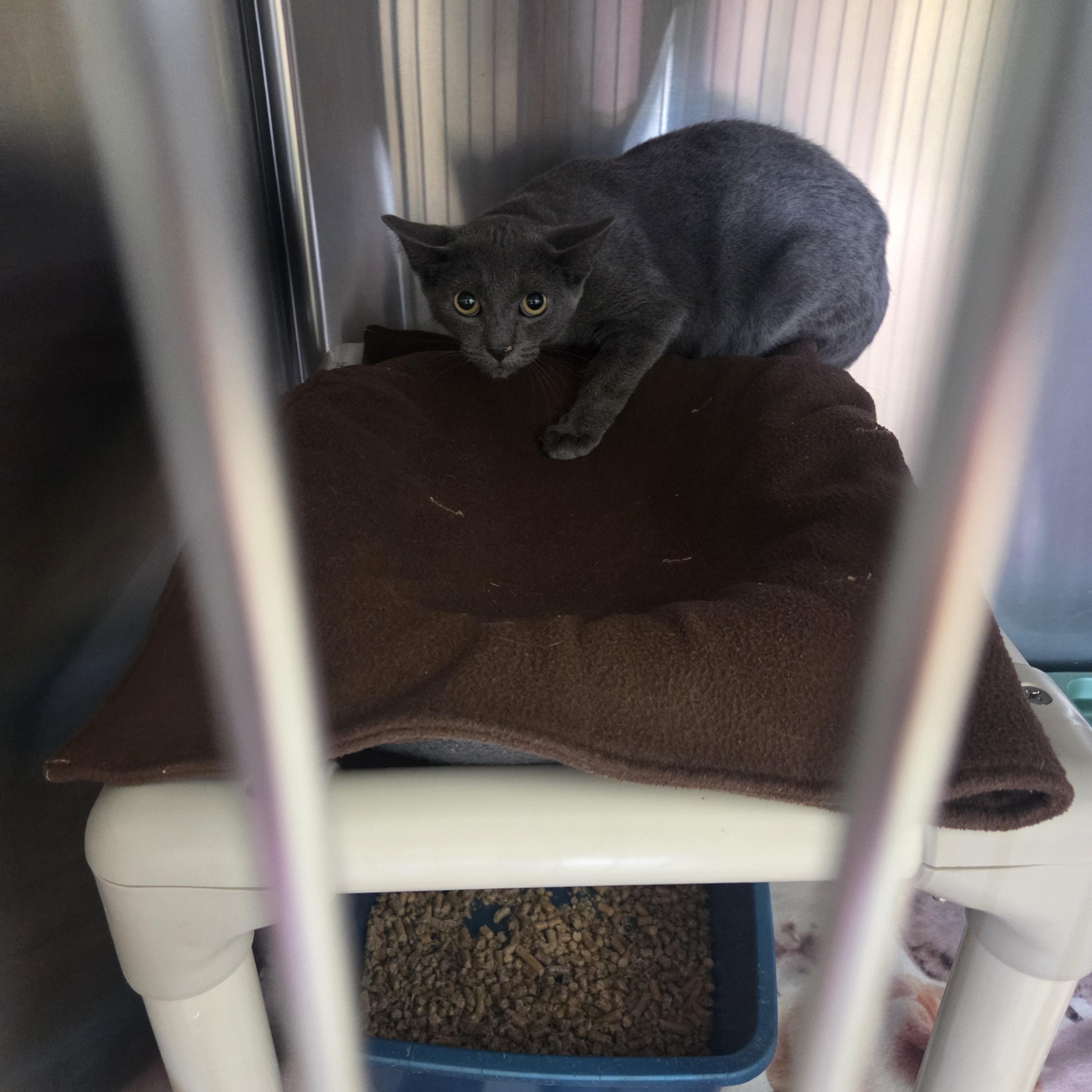 Sonny, Adoptable, Kitten Male Domestic Short Hair.