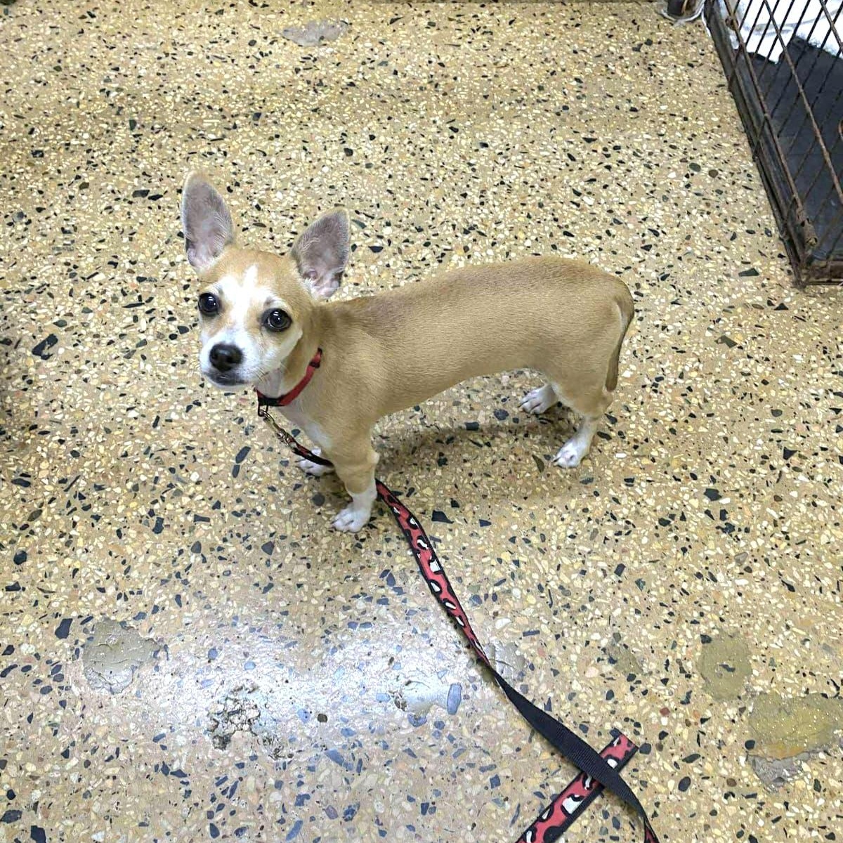 Nena Patina "my Love thumbnail 2