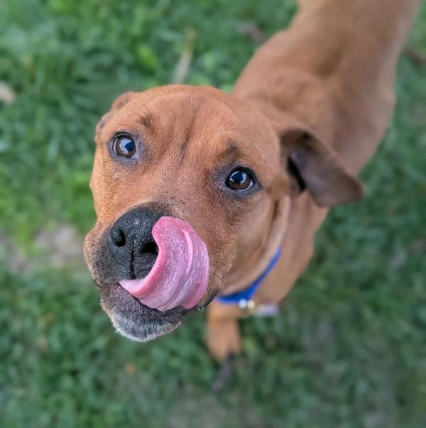 Snow White, Adoptable, Adult Female Pit Bull Terrier & Rhodesian Ridgeback.