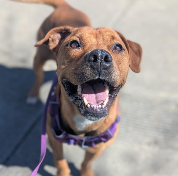 Enlarge Snow White, a Adoptable mixed breed in Santa Rosa, CA image 2/5