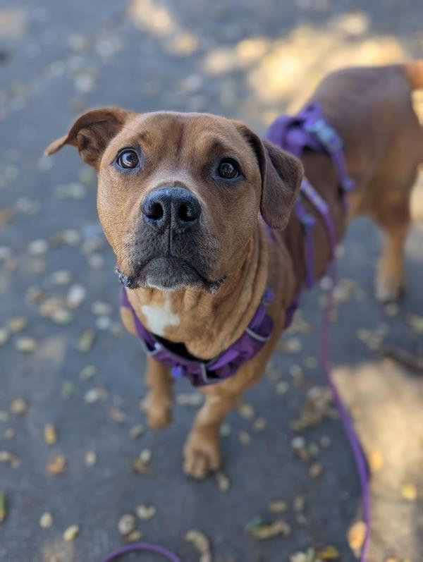 Enlarge Snow White, a Adoptable mixed breed in Santa Rosa, CA image 3/5
