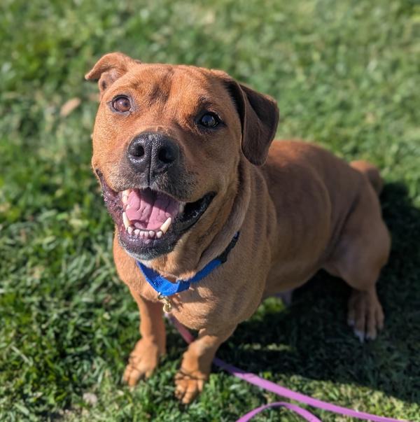 Enlarge Snow White, a Adoptable mixed breed in Santa Rosa, CA image 4/5