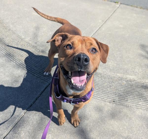 Enlarge Snow White, a Adoptable mixed breed in Santa Rosa, CA image 5/5