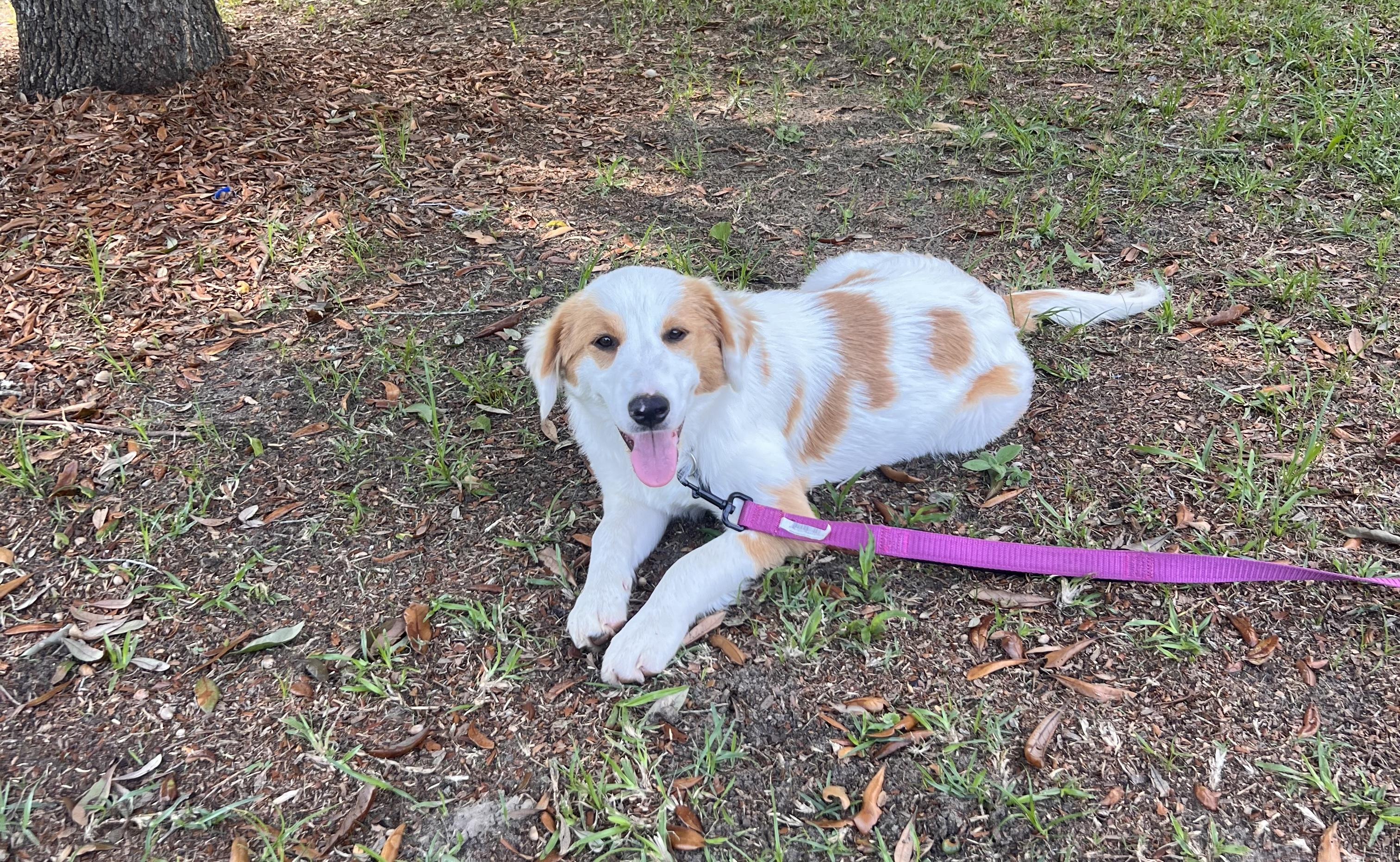Sunshine, adopted, Young Female Mixed Breed.