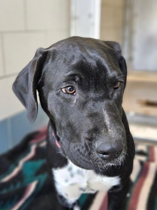 Enlarge Phineas, a Adoptable mixed breed in Disputanta, VA image 1/5