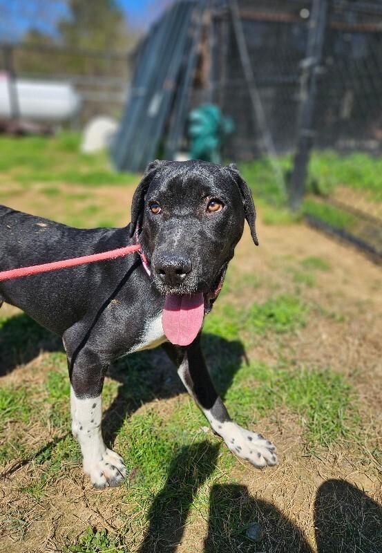 Enlarge Phineas, a Adoptable mixed breed in Disputanta, VA image 1/5