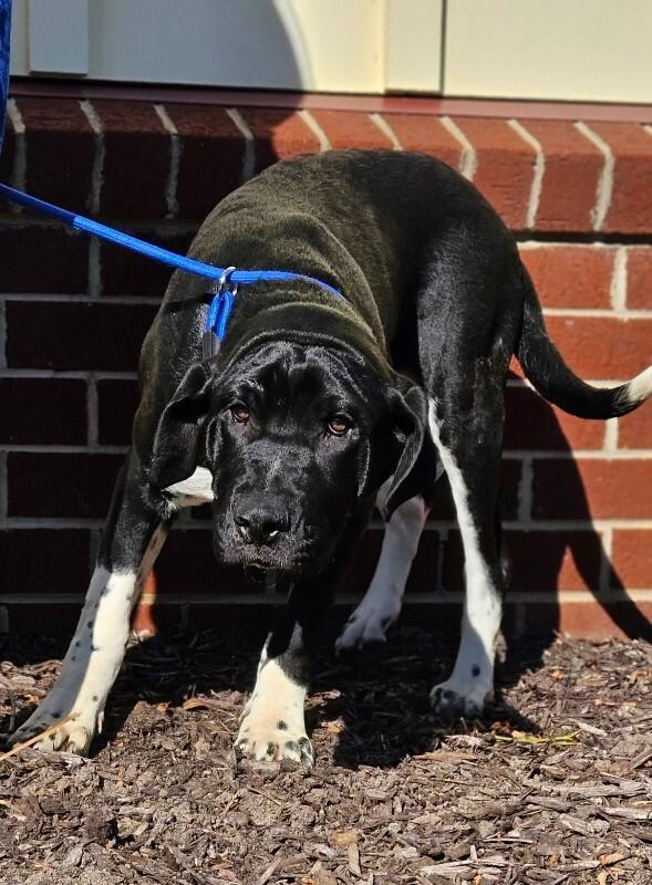 Enlarge Phineas, a Adoptable mixed breed in Disputanta, VA image 2/5