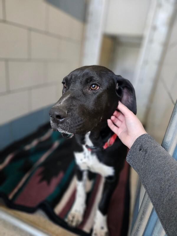 Enlarge Phineas, a Adoptable mixed breed in Disputanta, VA image 3/5