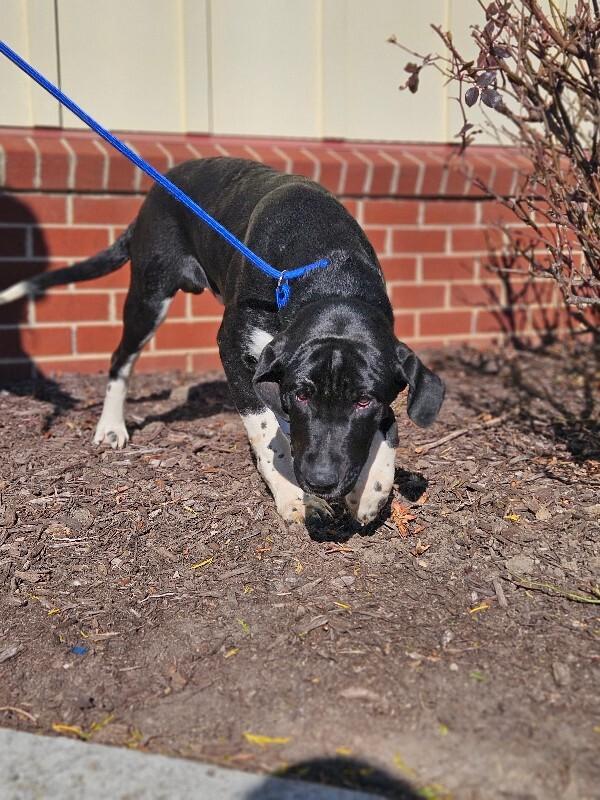 Enlarge Phineas, a Adoptable mixed breed in Disputanta, VA image 4/5