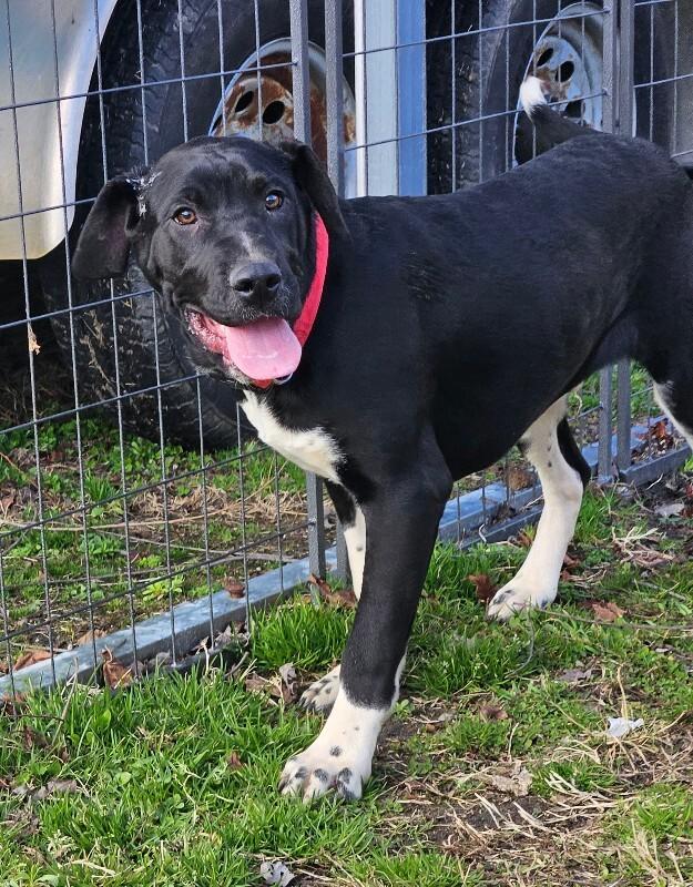 Enlarge Phineas, a Adoptable mixed breed in Disputanta, VA image 5/5