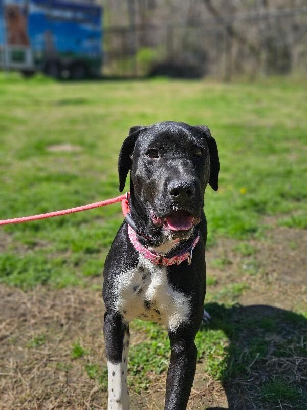 Enlarge Phineas, a Adoptable mixed breed in Disputanta, VA image 5/5
