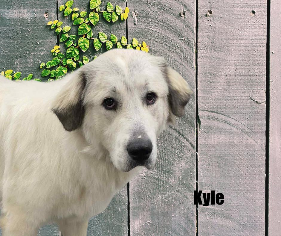 Kyle & Kiki, Adoptable, Adult Male Great Pyrenees.