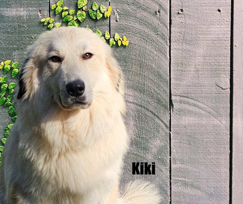 Enlarge Kyle & Kiki, a Adoptable Great Pyrenees in Marshville, NC image 3/6