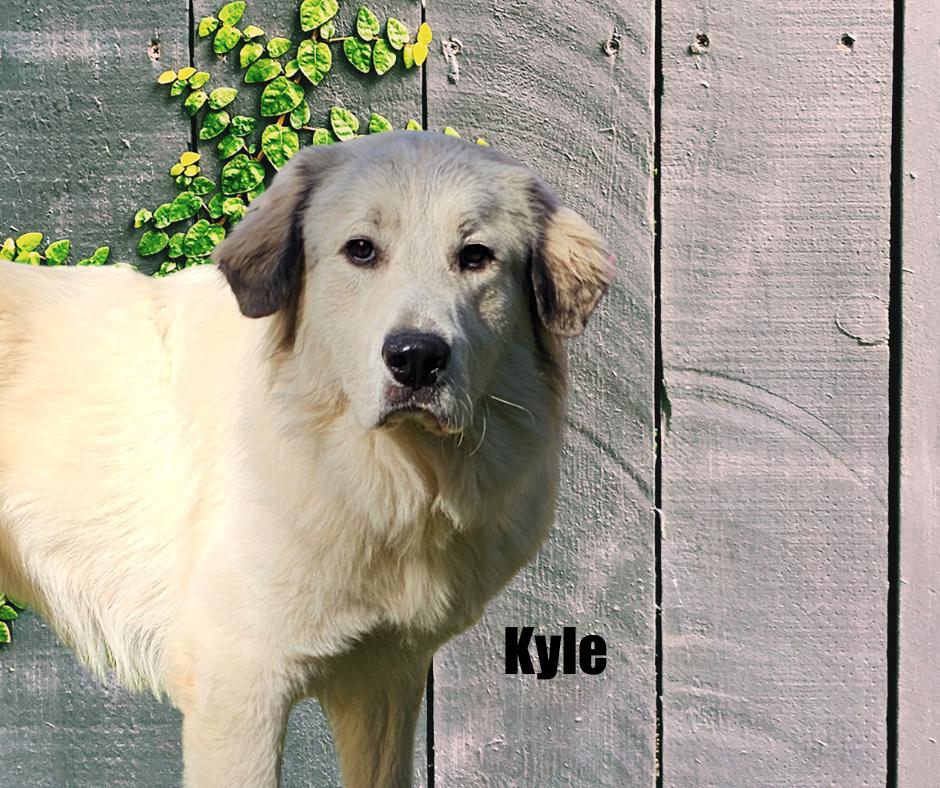Enlarge Kyle & Kiki, a Adoptable Great Pyrenees in Marshville, NC image 4/6