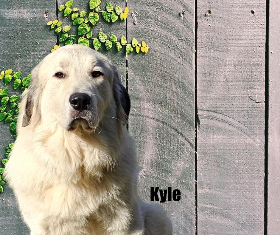 Enlarge Kyle & Kiki, a Adoptable Great Pyrenees in Marshville, NC image 2/6