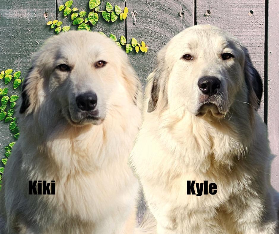 Enlarge Kyle & Kiki, a Adoptable Great Pyrenees in Marshville, NC image 1/6