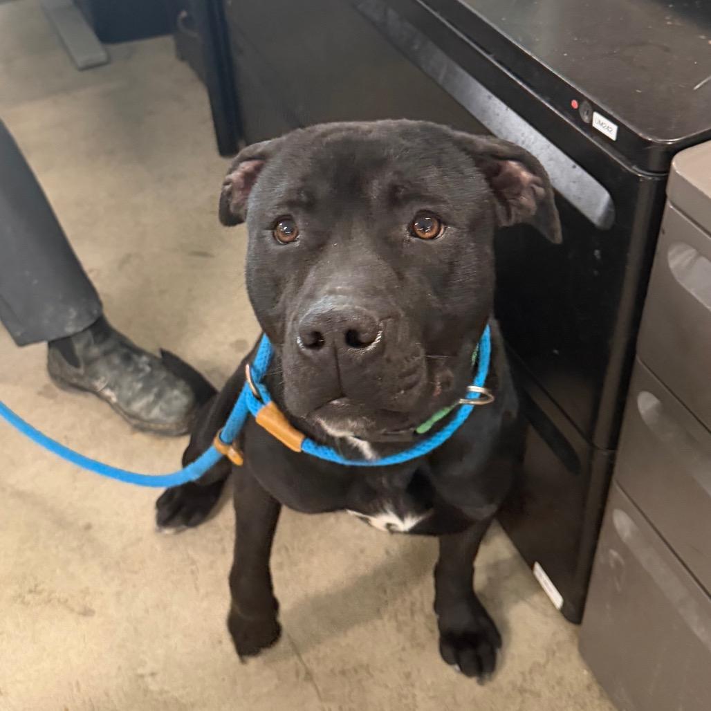 Enlarge Lil' One, a Adoptable Pit Bull Terrier in Spanish Fork, UT image 1/4