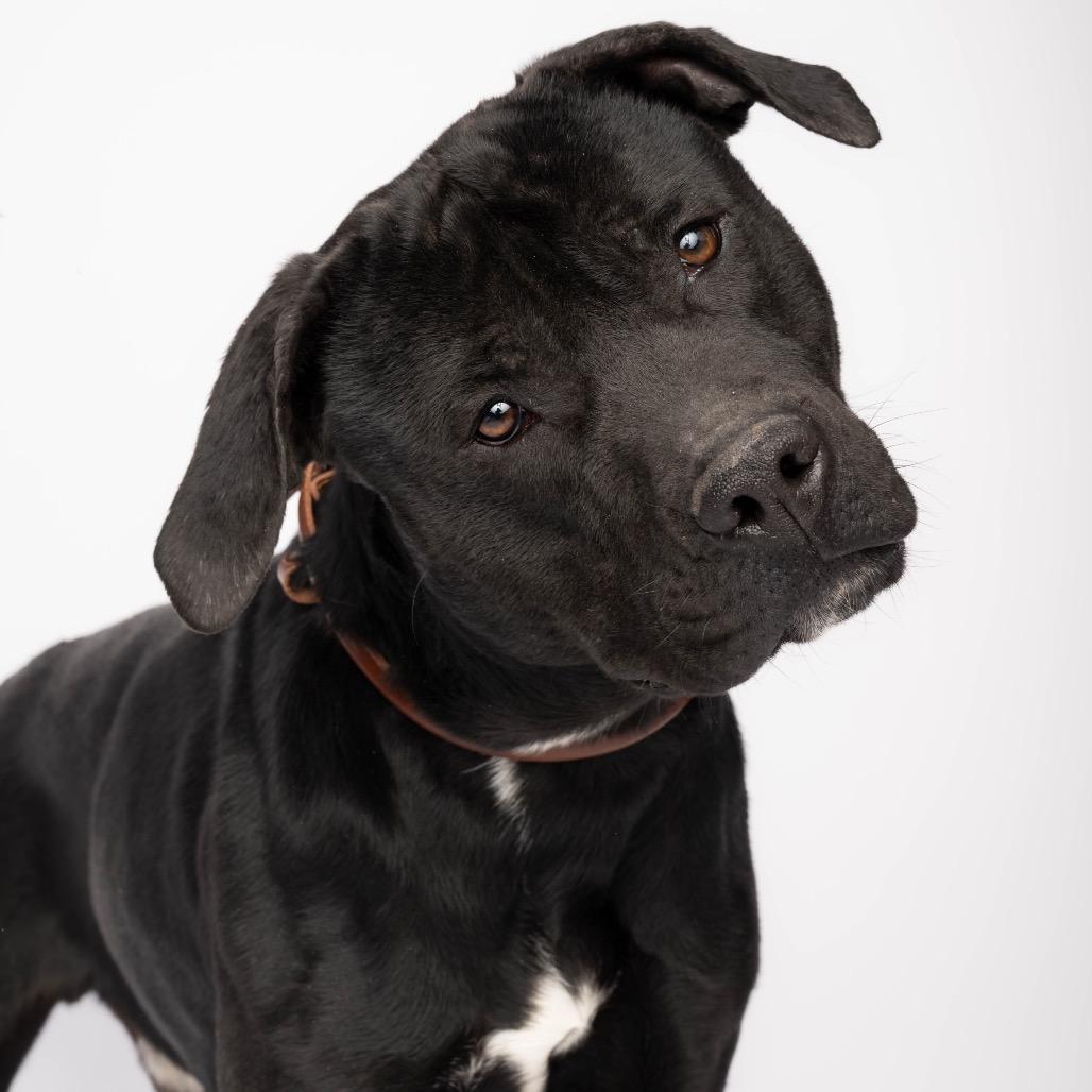 Enlarge Lil' One, a Adoptable Pit Bull Terrier in Spanish Fork, UT image 3/4