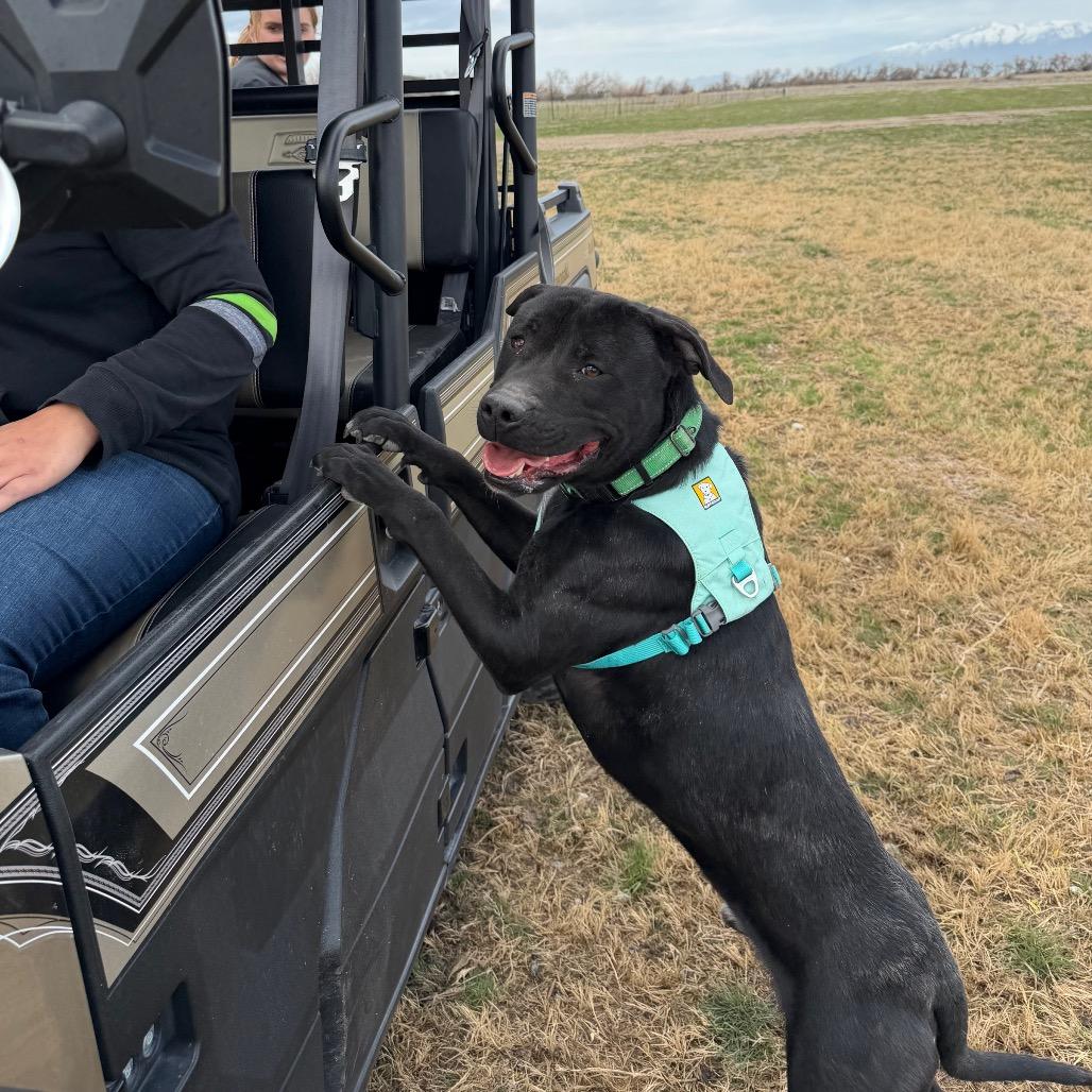 Enlarge Lil' One, a Adoptable Pit Bull Terrier in Spanish Fork, UT image 4/4