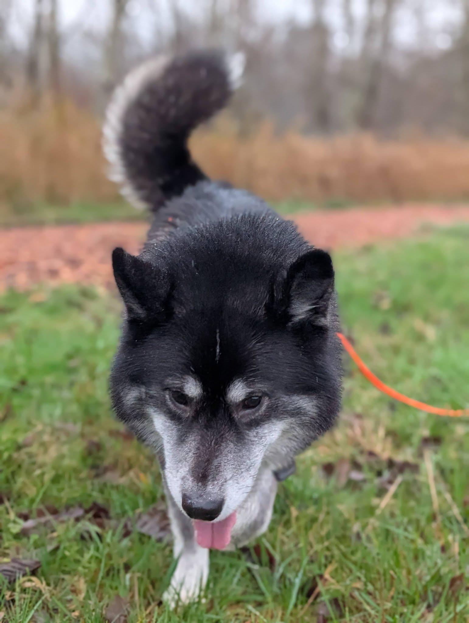 Enlarge Rorik, a Adoptable mixed breed in Bellingham, WA image 1/6