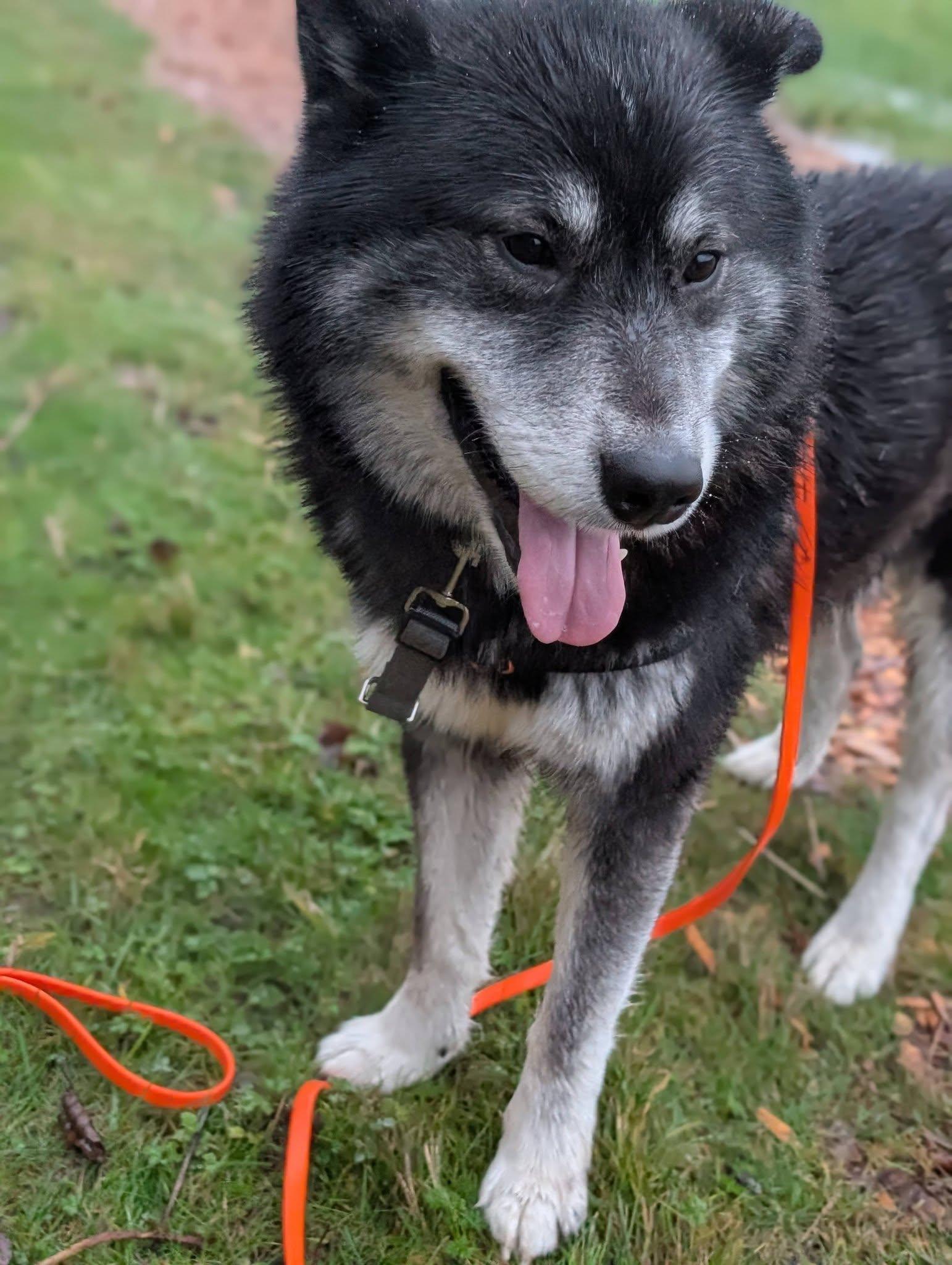 Enlarge Rorik, a Adoptable mixed breed in Bellingham, WA image 2/6
