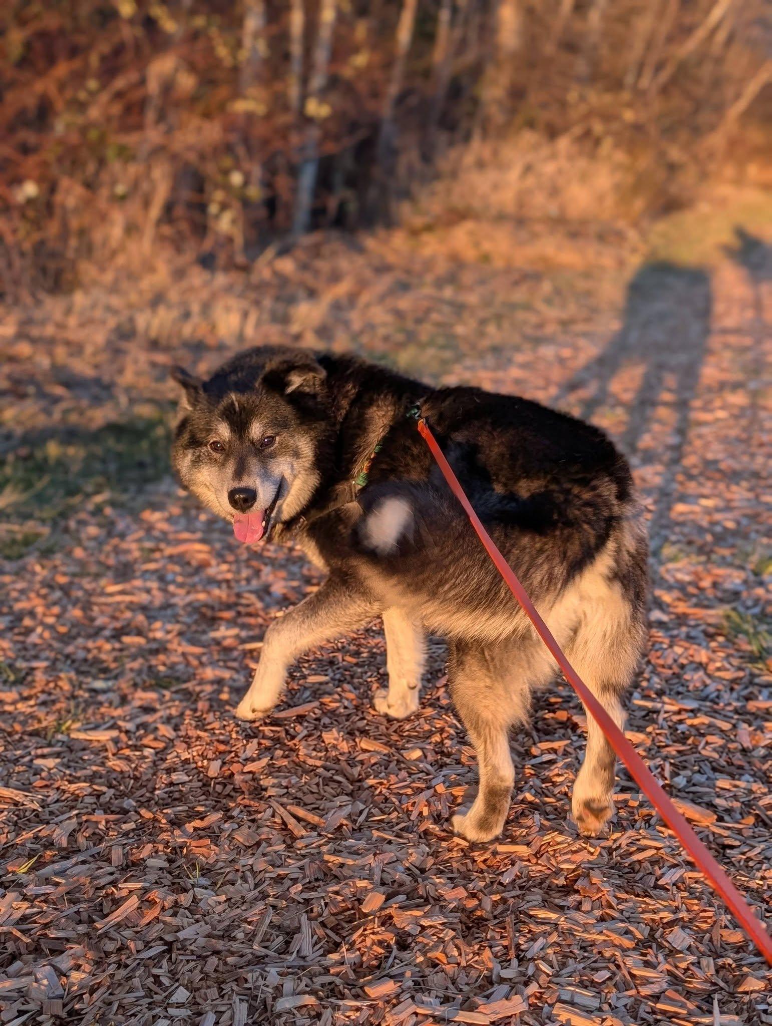 Enlarge Rorik, an adopted mixed breed in Bellingham, WA image 2/6
