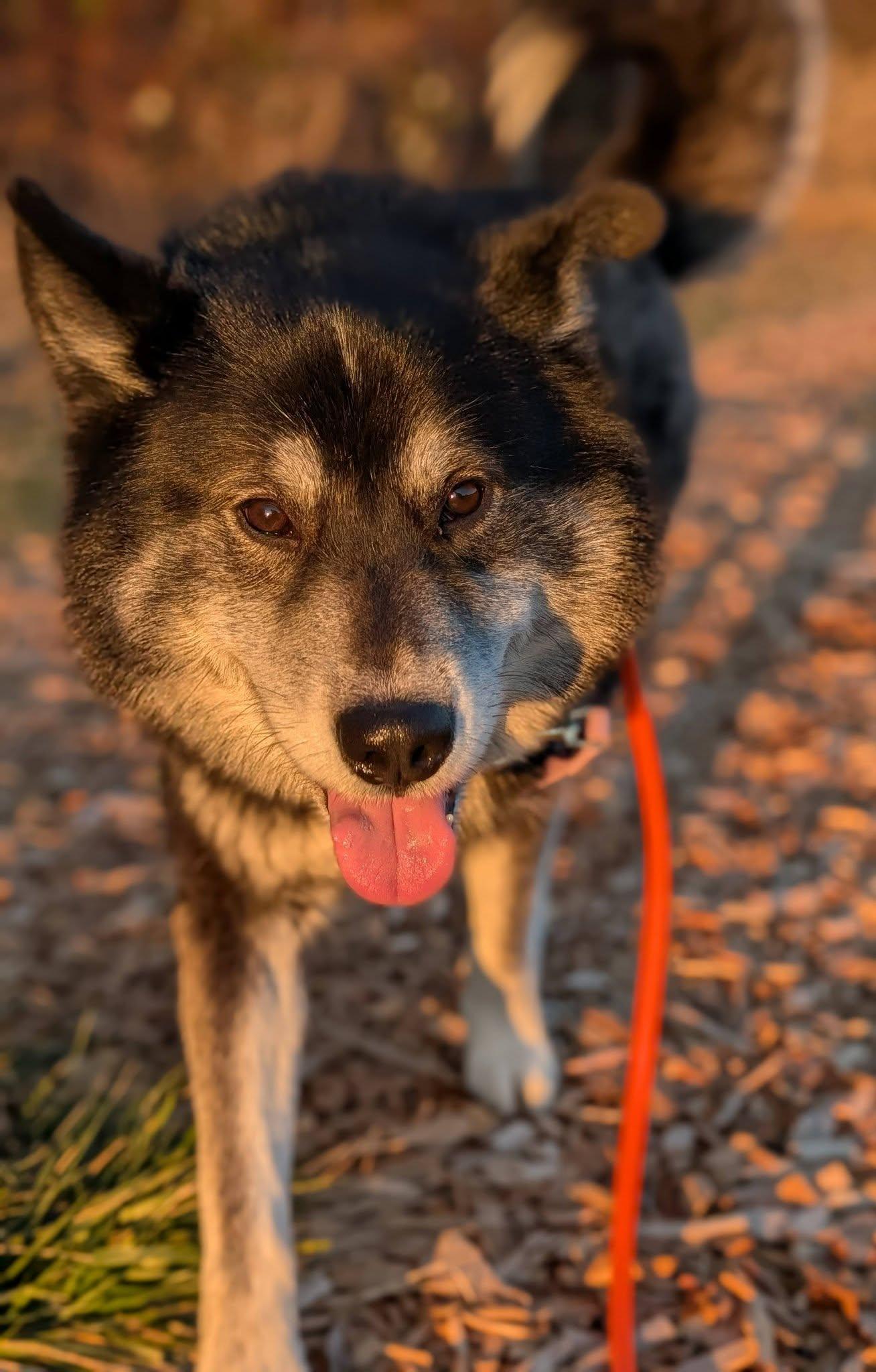 Enlarge Rorik, an adopted mixed breed in Bellingham, WA image 1/6