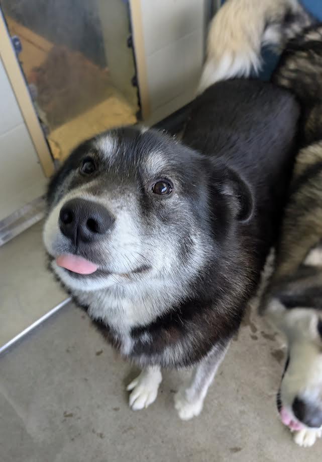 Rorik, a Adoptable mixed breed in Bellingham, WA image 3/4