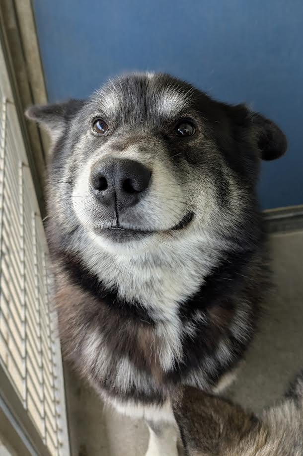 Rorik, a Adoptable mixed breed in Bellingham, WA image 2/4