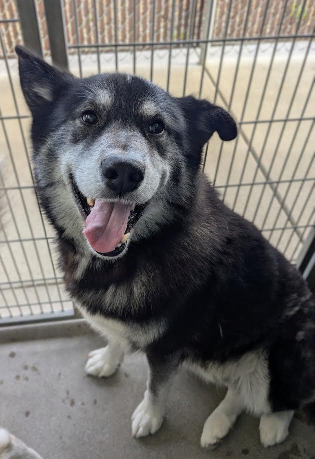 Rorik, Adoptable, Young Male Husky & Alaskan Malamute.