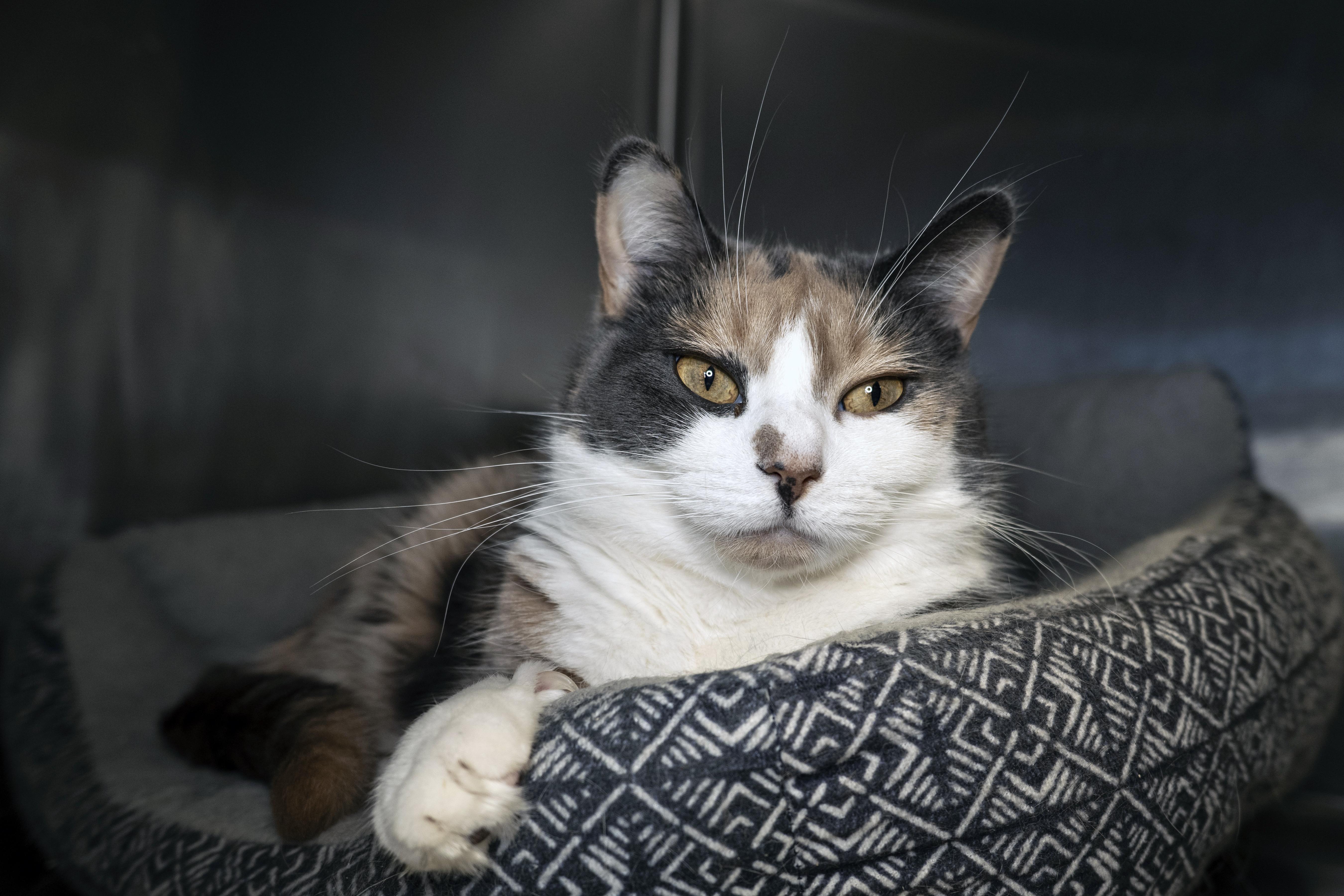 Split Pea, Adoptable, Adult Female Domestic Short Hair.