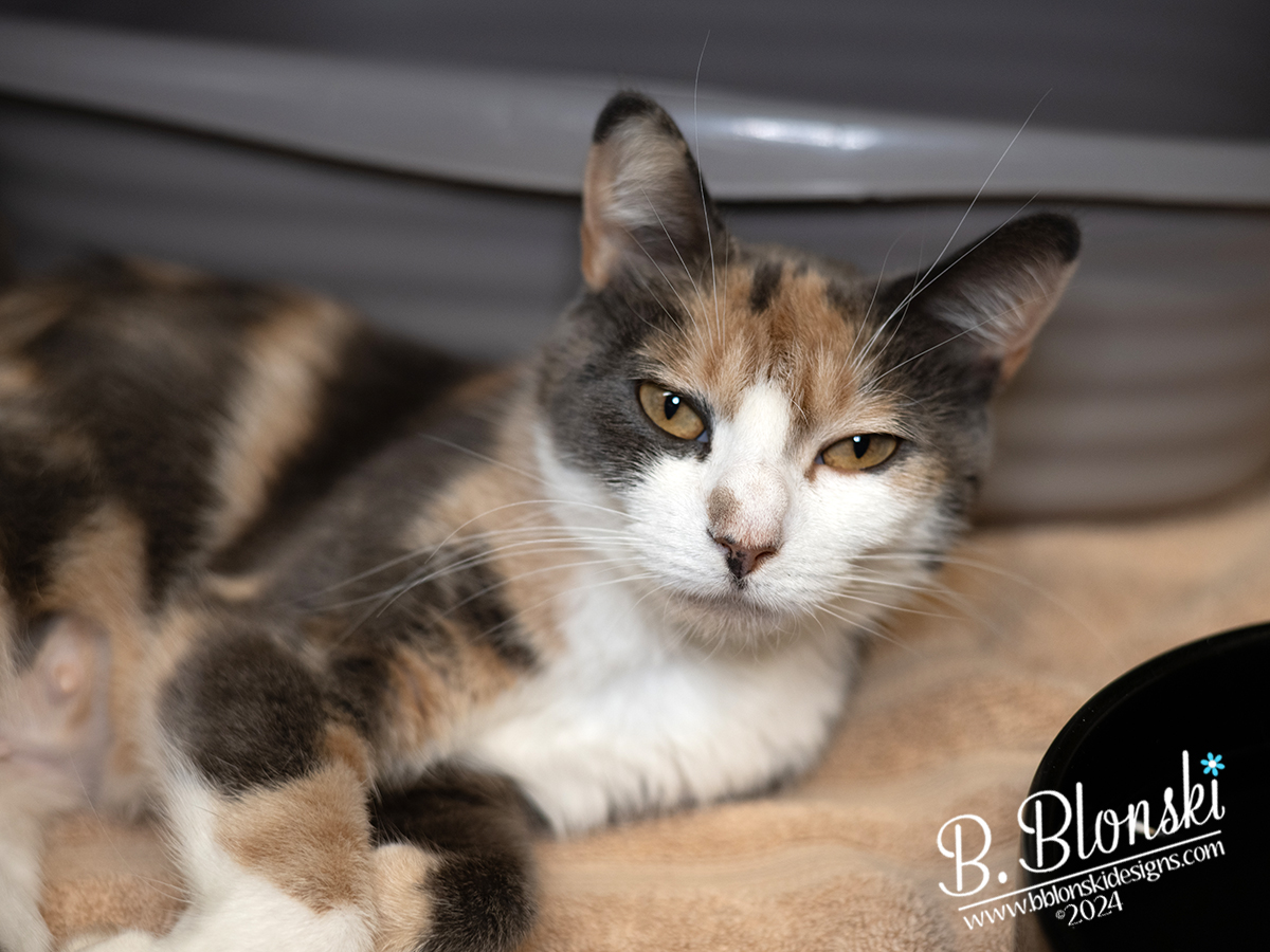 Split Pea, a Adoptable Domestic Short Hair in Old Bridge, NJ image 2/3