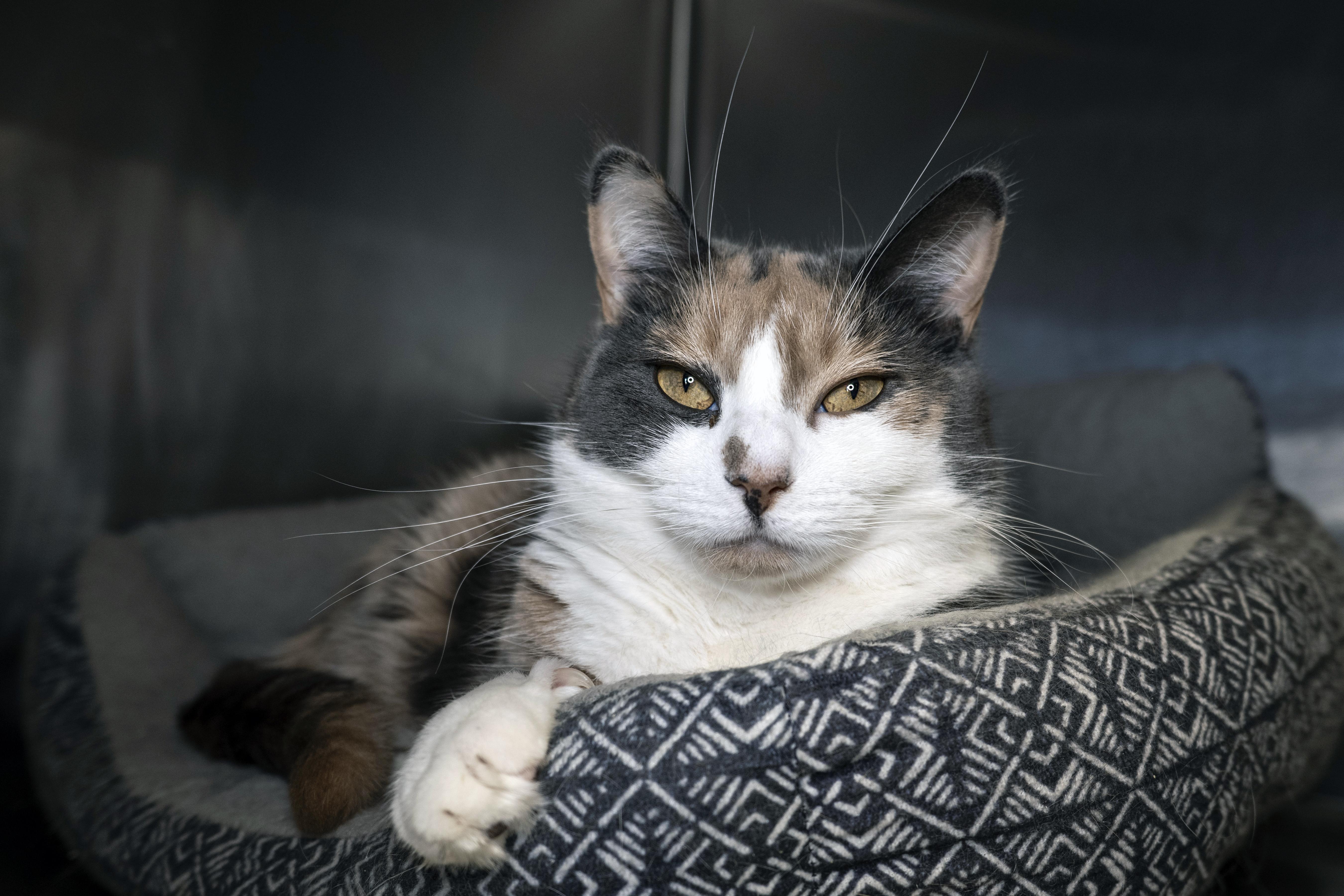 Split Pea, a Adoptable Domestic Short Hair in Old Bridge, NJ image 3/3