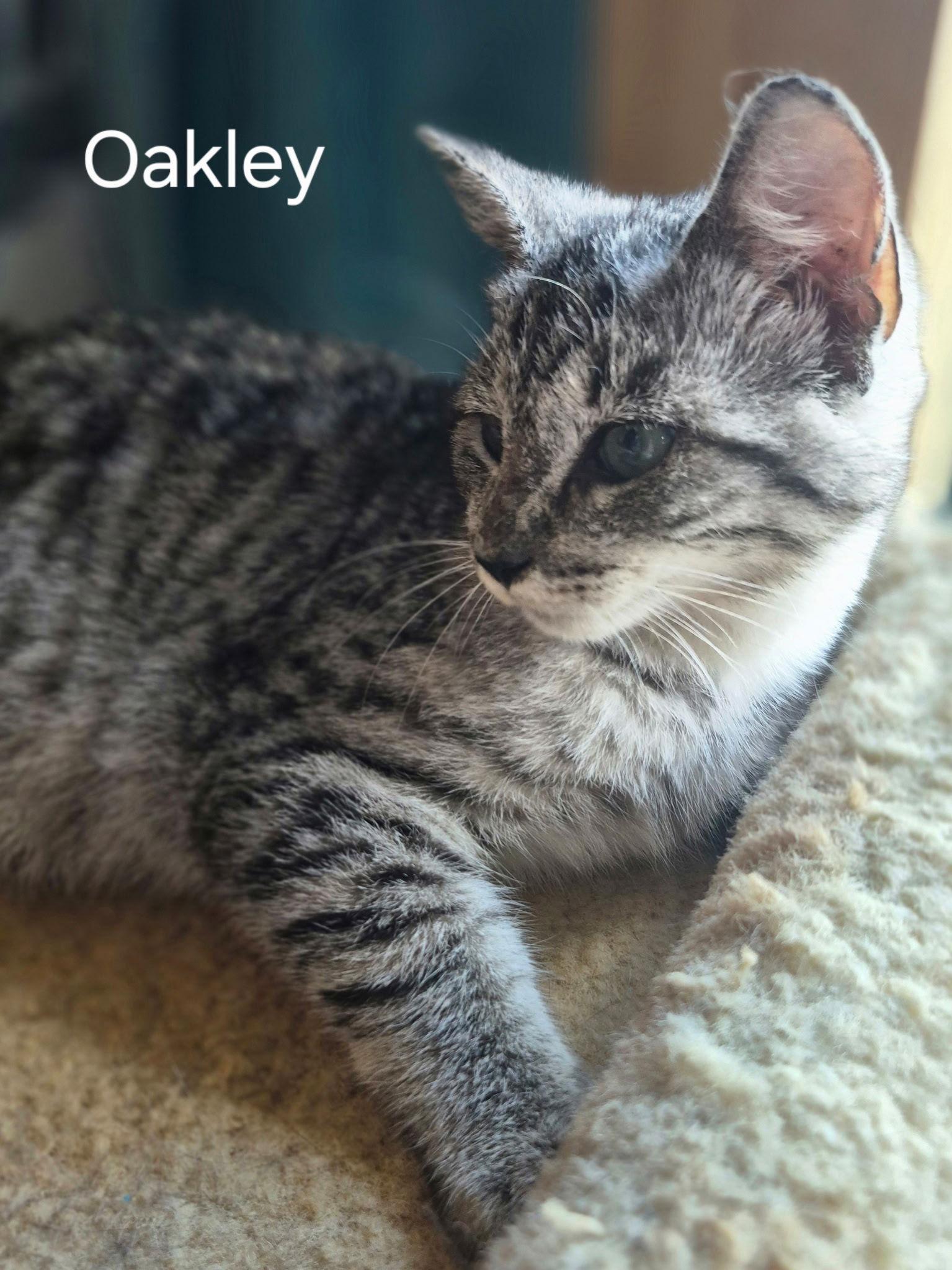 Oakley, Adopted, Kitten Male Domestic Short Hair.