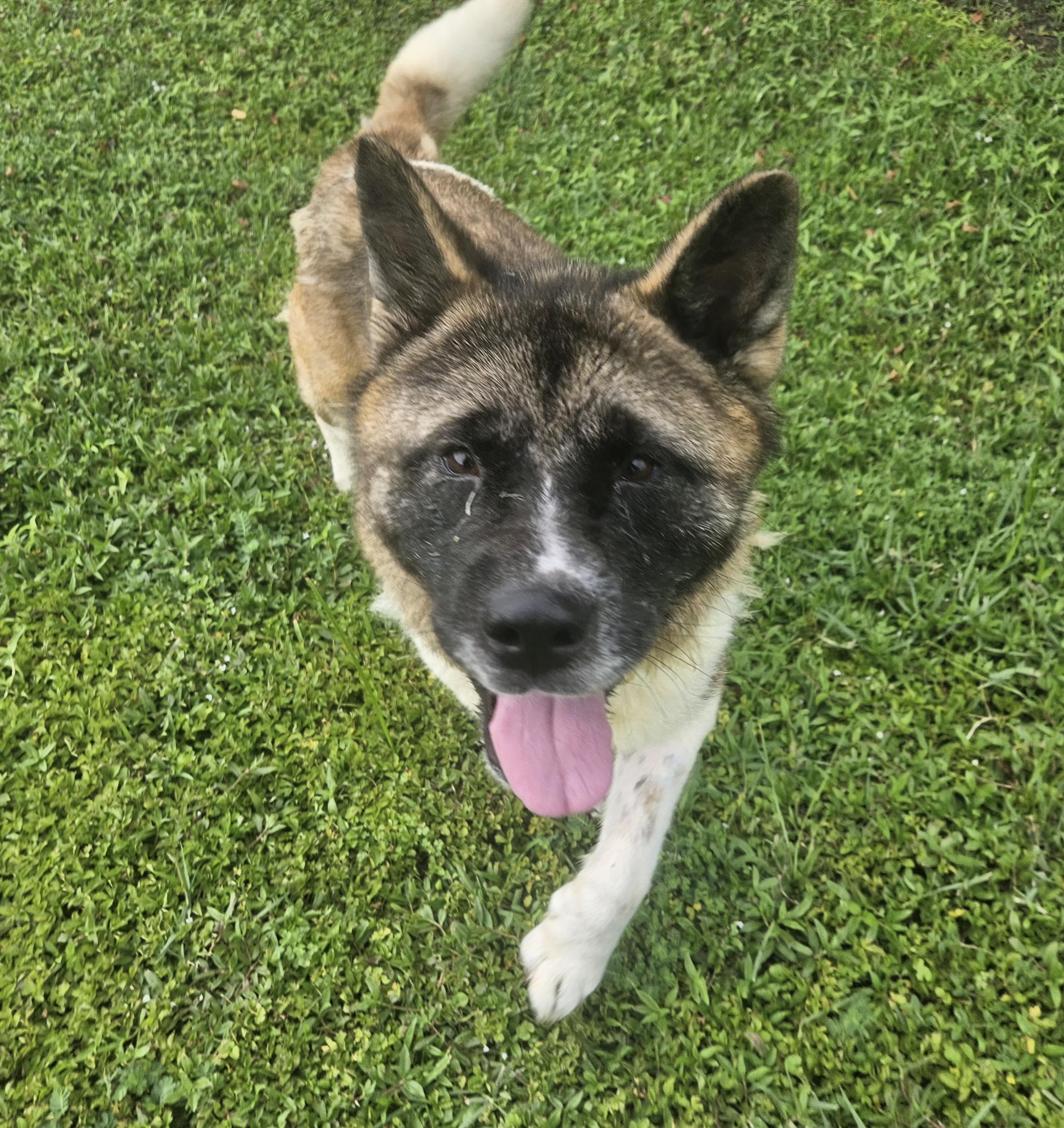 Adoption fee includes age-appropriate vaccinations spayneuter heartworm test and microchip Dog