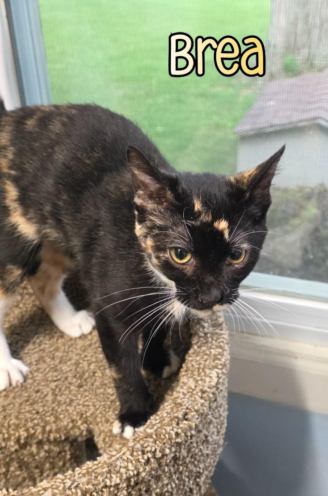 Brea, Adoptable, Young Female Domestic Short Hair.